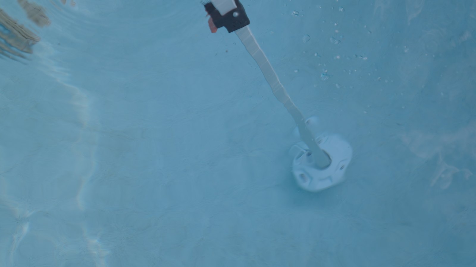 A Canopy Turtle resting on the bottom of a swimming pool.